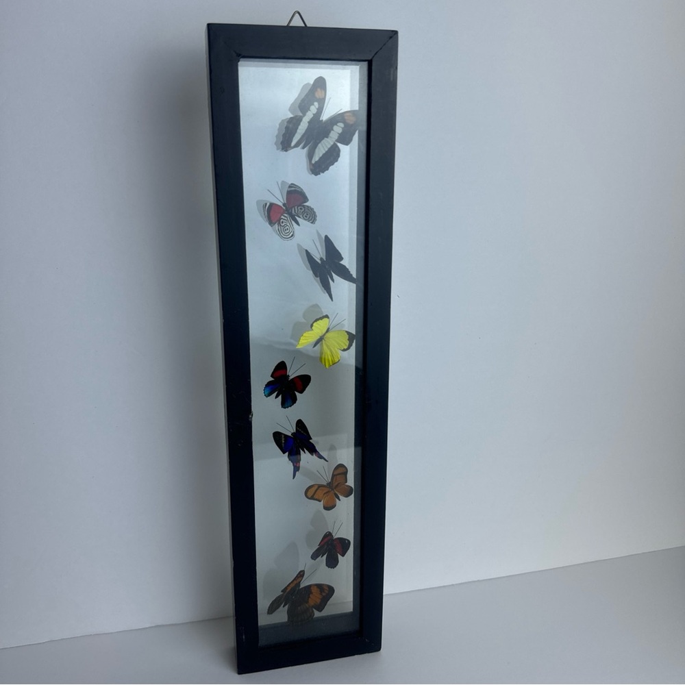 Real Mounted 9 Butterfly Glass Framed Taxidermy Wall Art